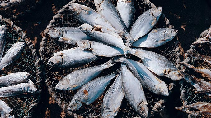 აკვაკულტურა, უკრაინა