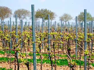 ვაზის, სარგავი, მასალის