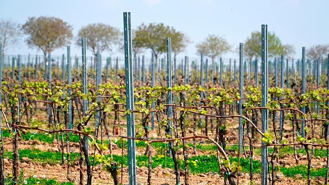 ვაზის, სარგავი, მასალის