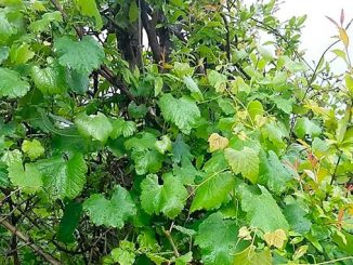 ველური, ვაზის, შესწავლა