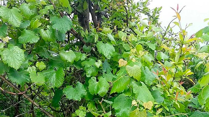 ველური, ვაზის, შესწავლა