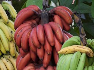 წითელი, ბანანი, ბელარუსი