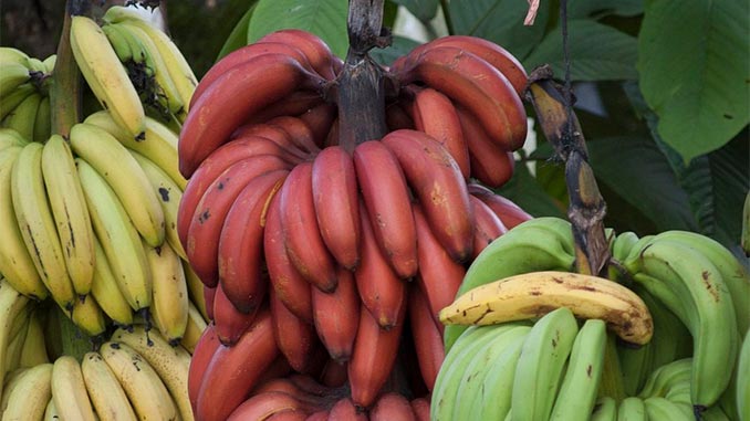 წითელი, ბანანი, ბელარუსი