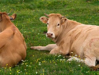 მეცხოველეობა, ავსტრალიური, მოდელი
