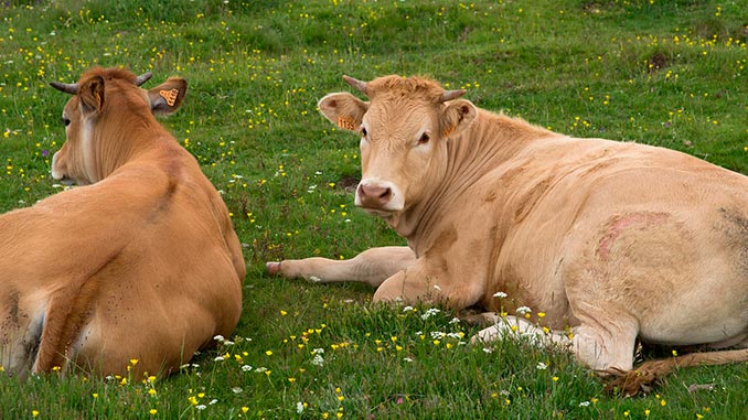 მეცხოველეობა, ავსტრალიური, მოდელი