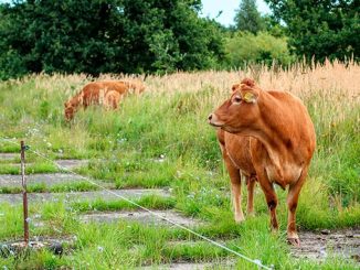 ყირგიზეთი, რძე, საქაღტველო