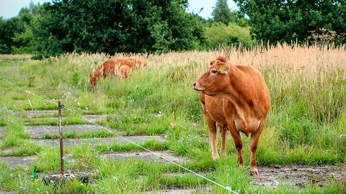 ყირგიზეთი, რძე, საქაღტველო