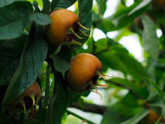 ზღმარტლი, ბაზარი