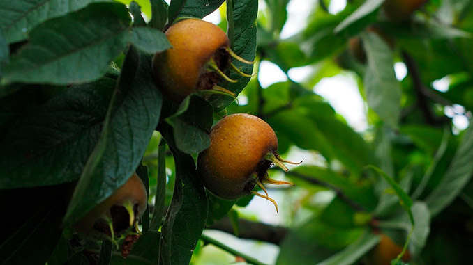 ზღმარტლი, ბაზარი