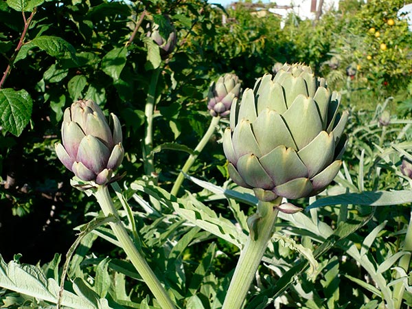 არტიშოკი