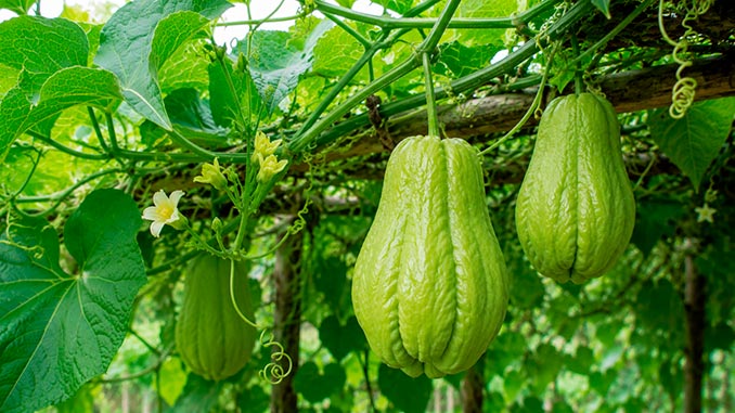 ჩაიოტი