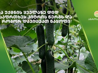 კიტრის, ნერგი, საფრთხე