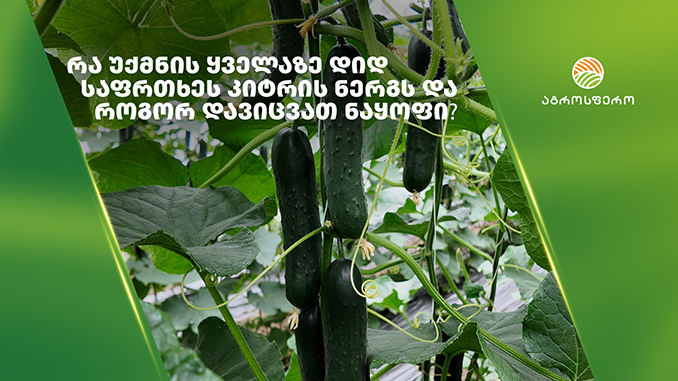 კიტრის, ნერგი, საფრთხე