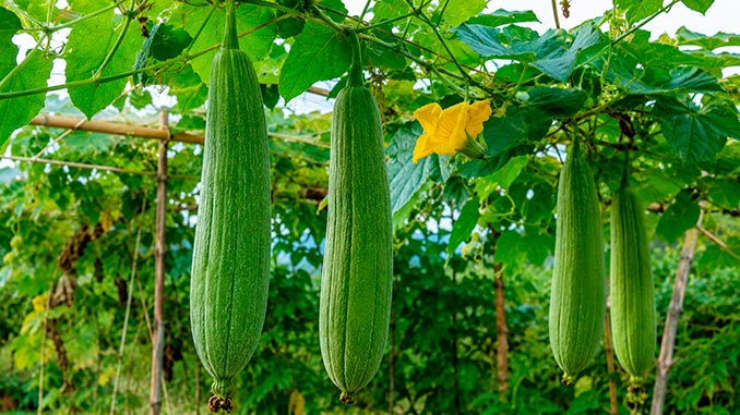 ლუფა, მაჩალკა