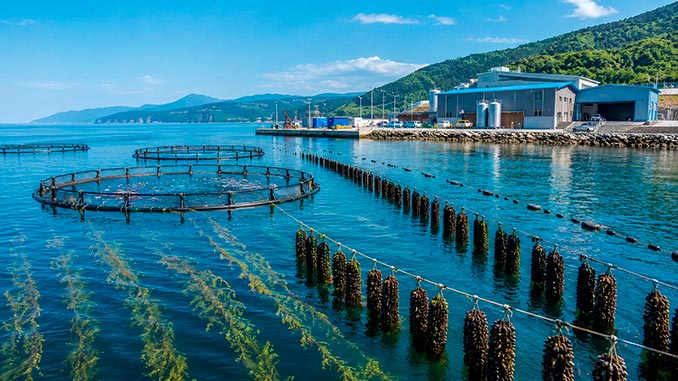 IMTA,შავ, ზღვაზე