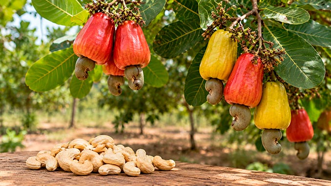კეშიუ