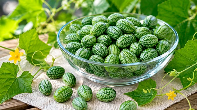 მელოტრია