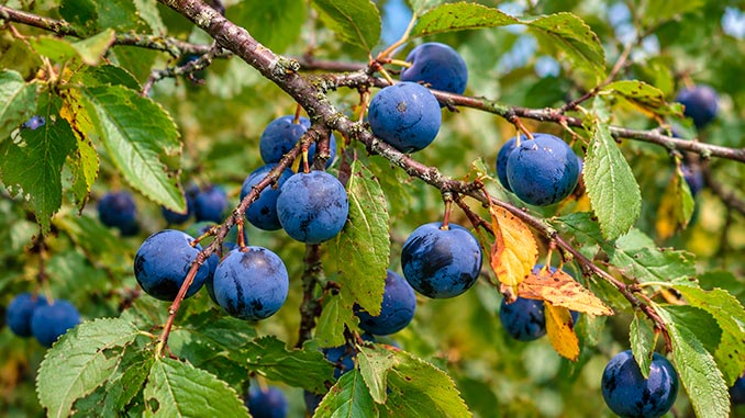 ღოღნოშო